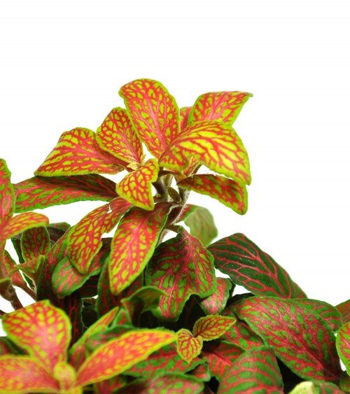 fittonia rouge