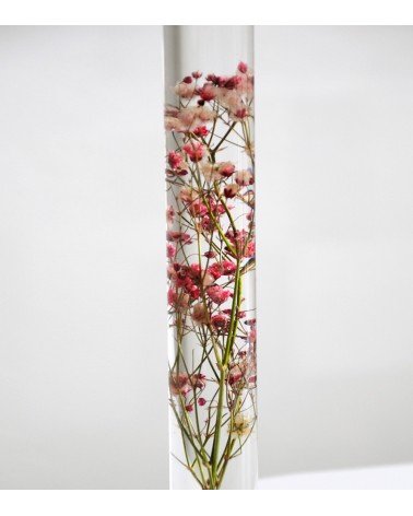 gypsophile immergée